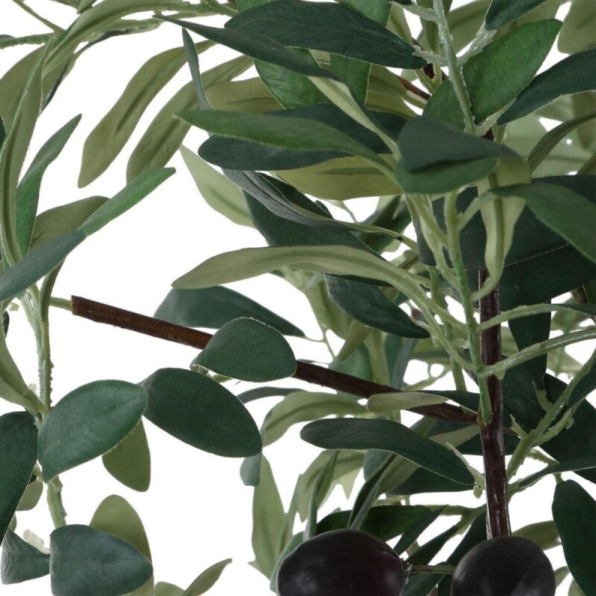 Sonora Olive Tree - Image 7