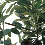 Sonora Olive Tree - Image 7