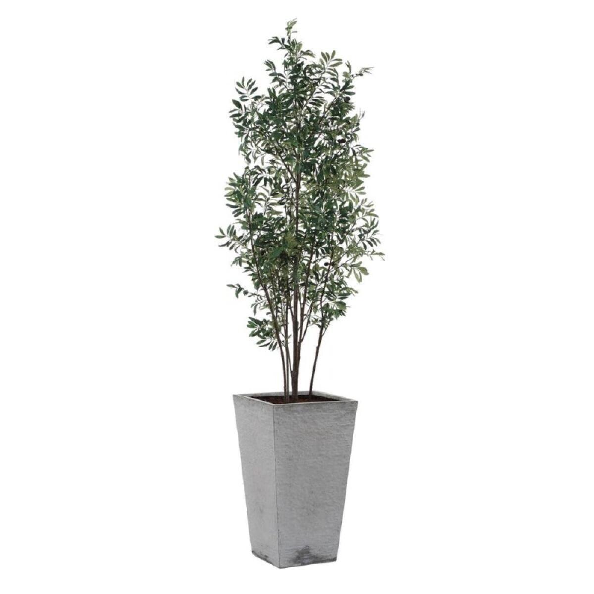 Sonora Olive Tree - Image 2