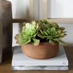 Sable Succulent Accent - Image 4