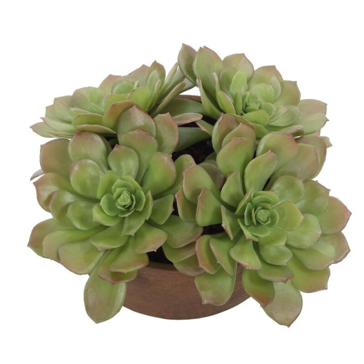 Sable Succulent Accent - Image 6