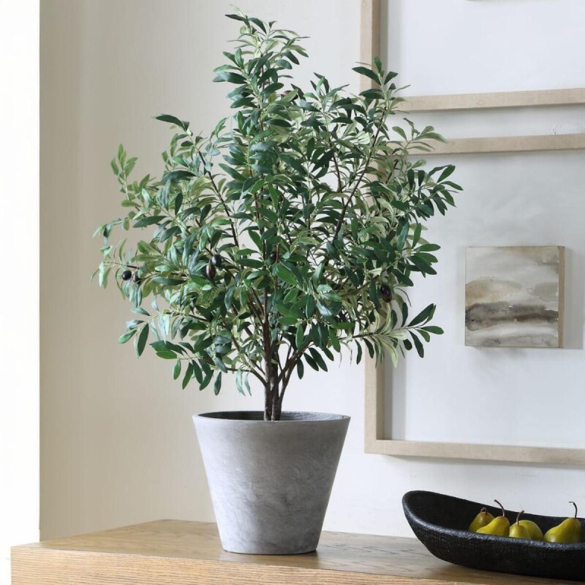 Marisol Potted Olive - Image 4