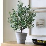 Marisol Potted Olive - Image 4