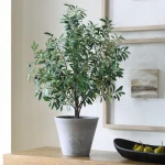 Marisol Potted Olive - Image 3