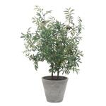 Marisol Potted Olive - Image 5
