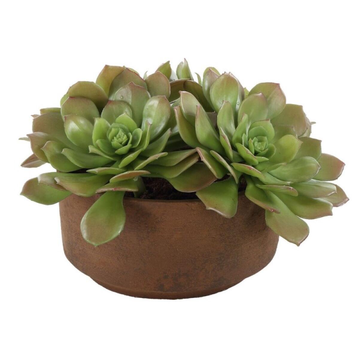 Sable Succulent Accent - Image 5