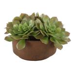 Sable Succulent Accent - Image 5