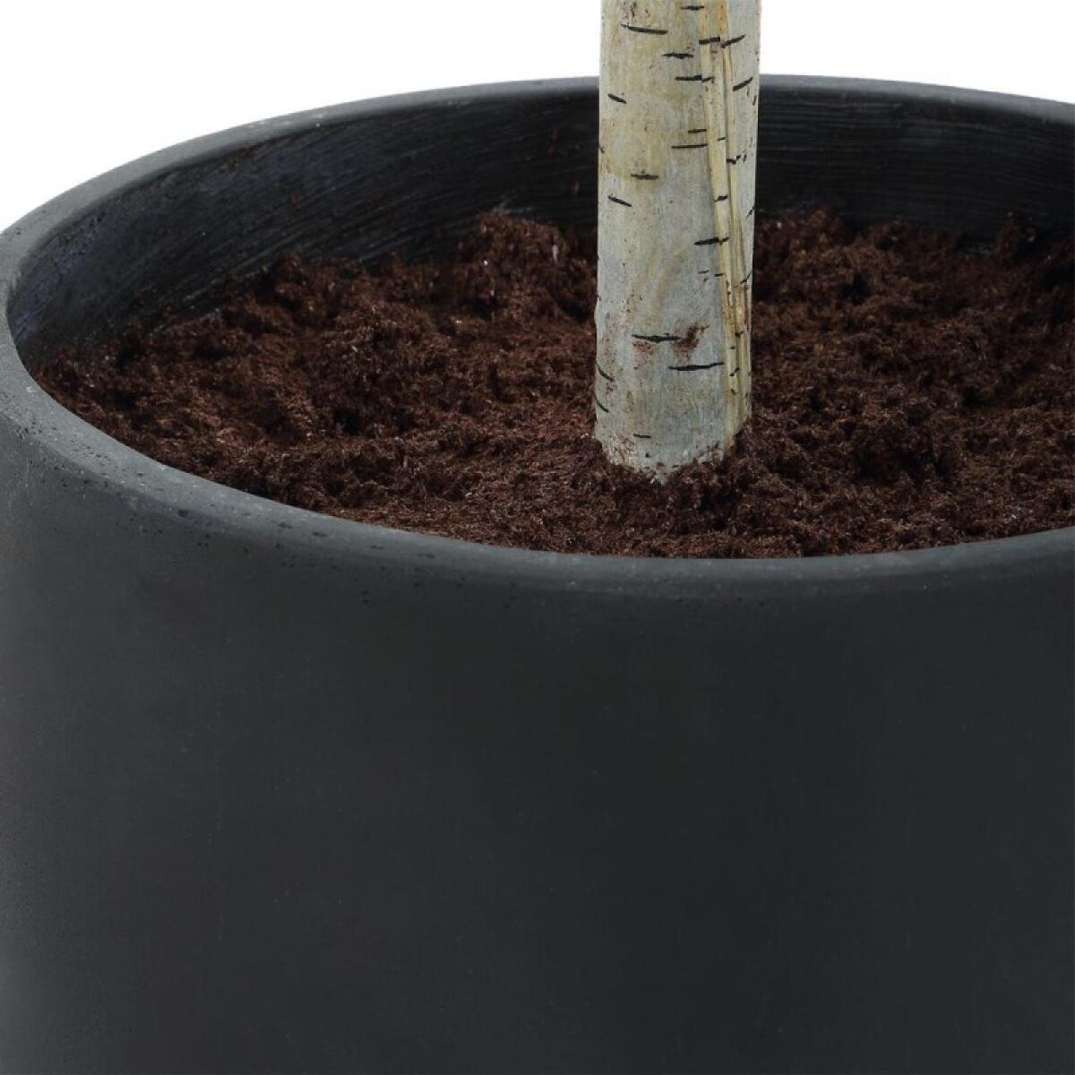 Boreal Potted Birch Tree - Image 8