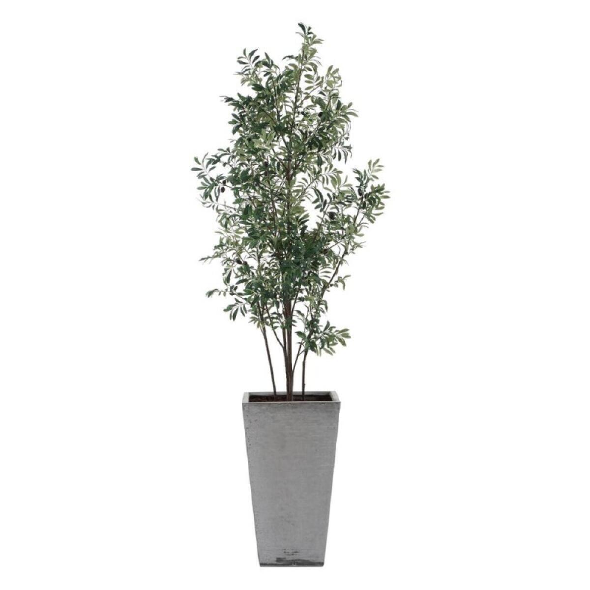Sonora Olive Tree - Image 5