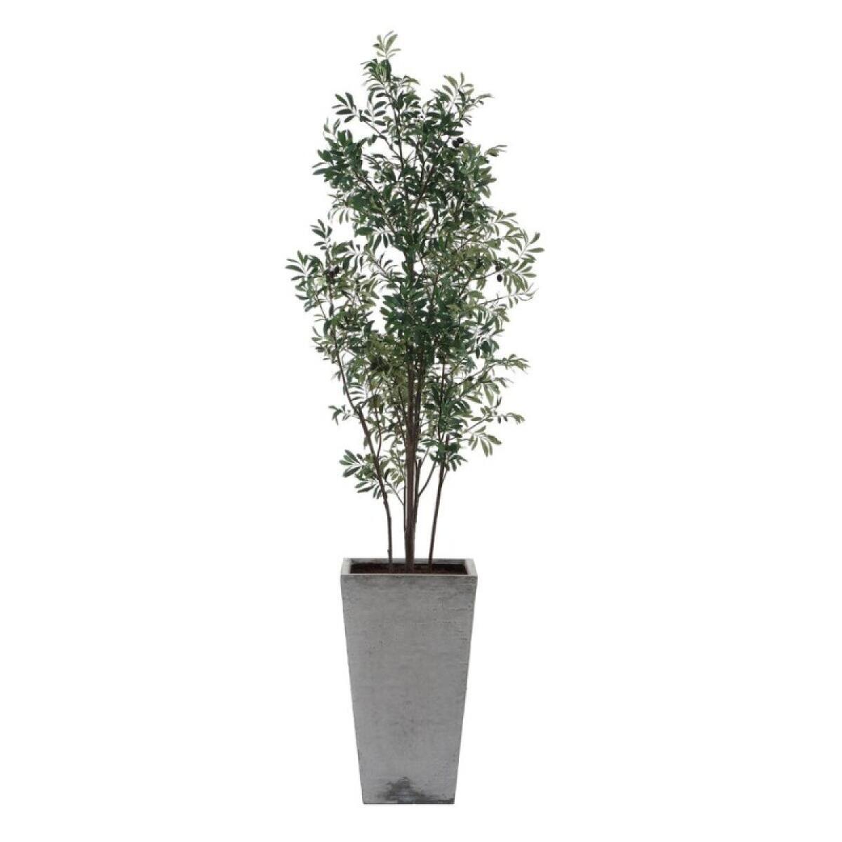 Sonora Olive Tree - Image 6
