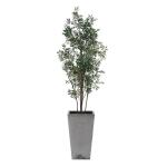 Sonora Olive Tree - Image 6