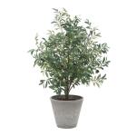 Marisol Potted Olive - Image 6