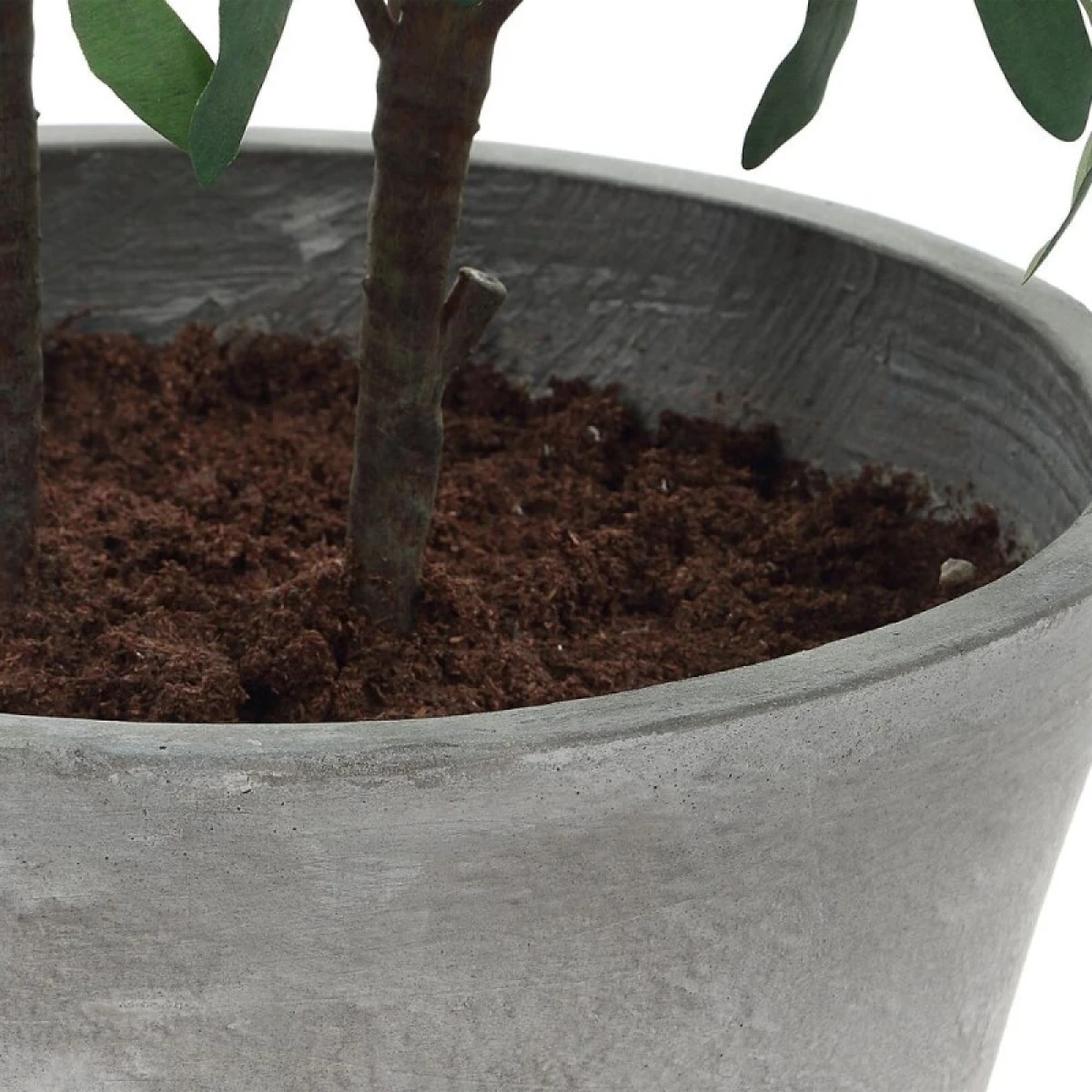 Marisol Potted Olive - Image 7