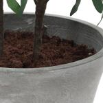 Marisol Potted Olive - Image 8