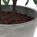 Marisol Potted Olive - Image 7