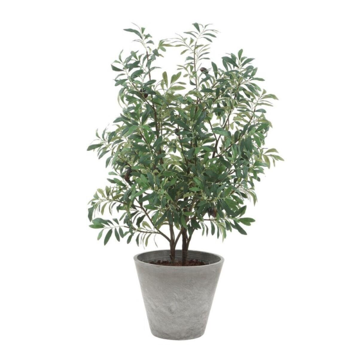 Marisol Potted Olive - Image 2