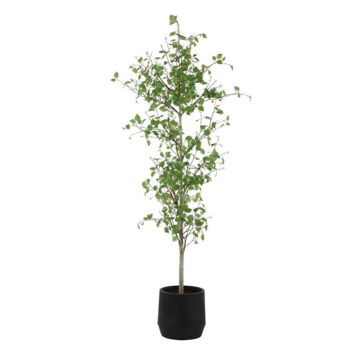 Boreal Potted Birch Tree - Image 6