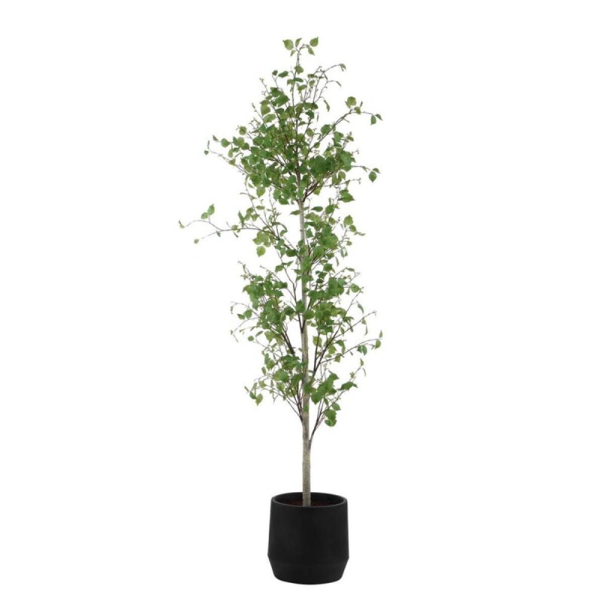 Boreal Potted Birch Tree - Image 5