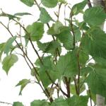 Boreal Potted Birch Tree - Image 7