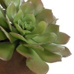Sable Succulent Accent - Image 7