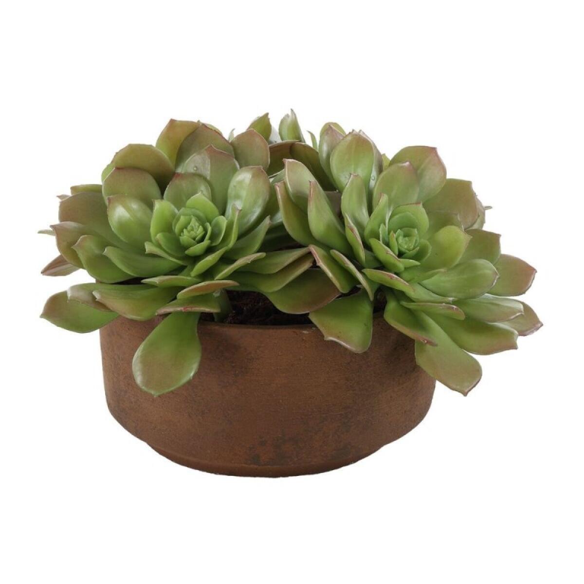 e97976f167e5d2756265cb6afce9c0a6 Sable Succulent Accent - Image 1