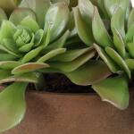 Sable Succulent Accent - Image 8
