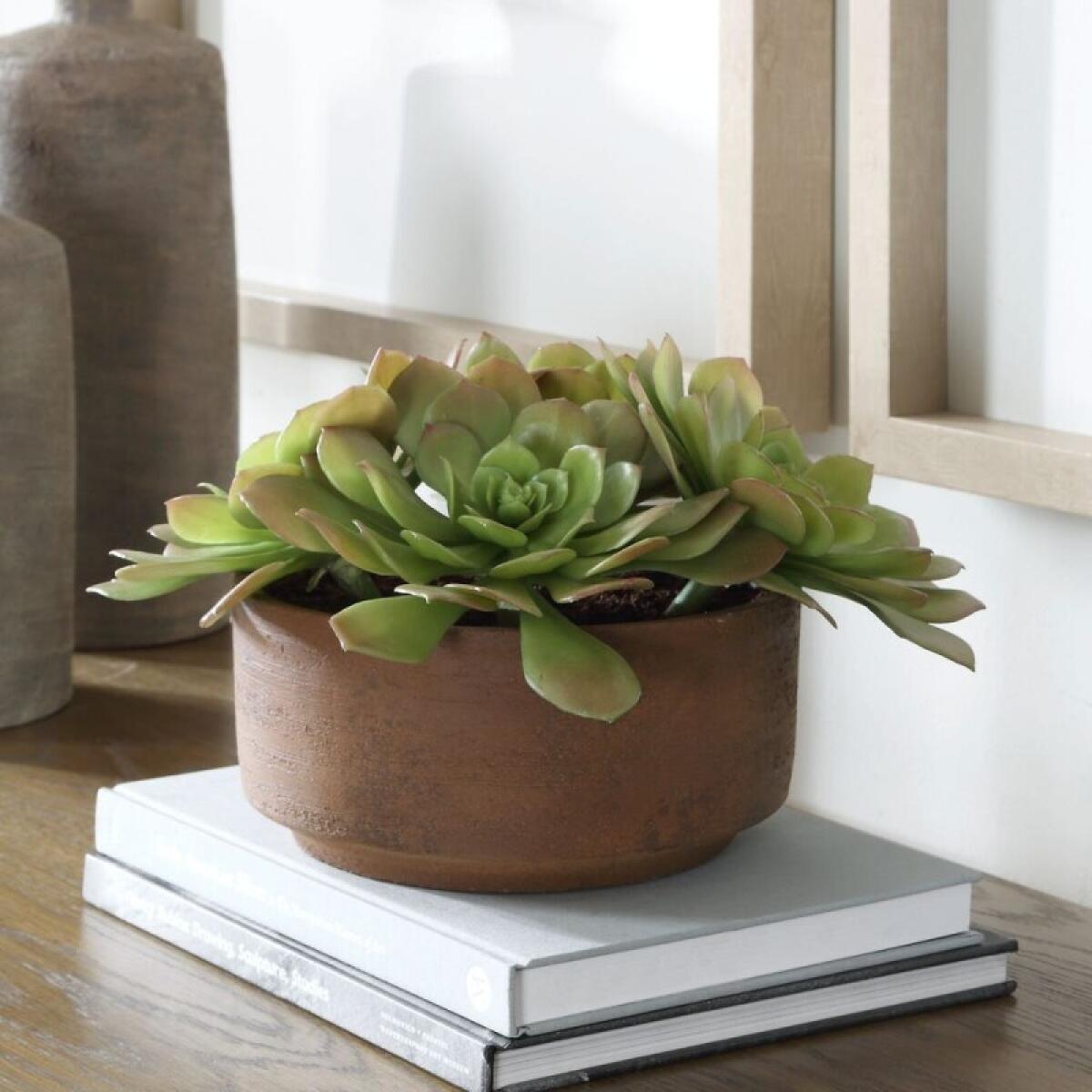 Sable Succulent Accent - Image 3