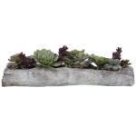 Charita Succulents - Image 4