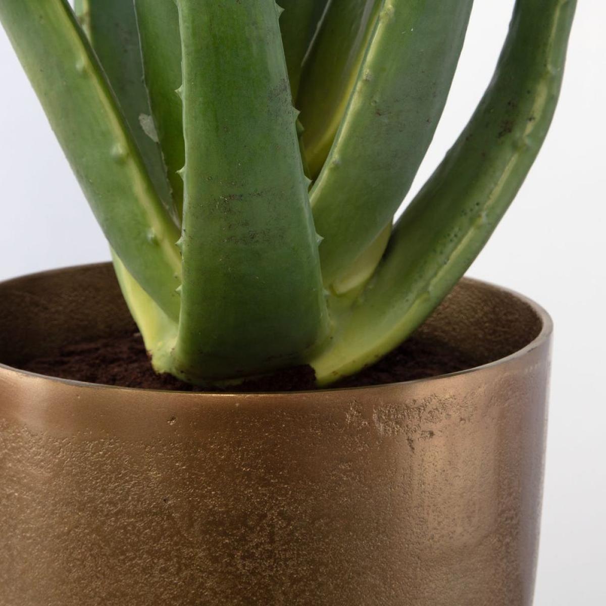 Arabia Aloe Planter, 2 Cartons - Image 5