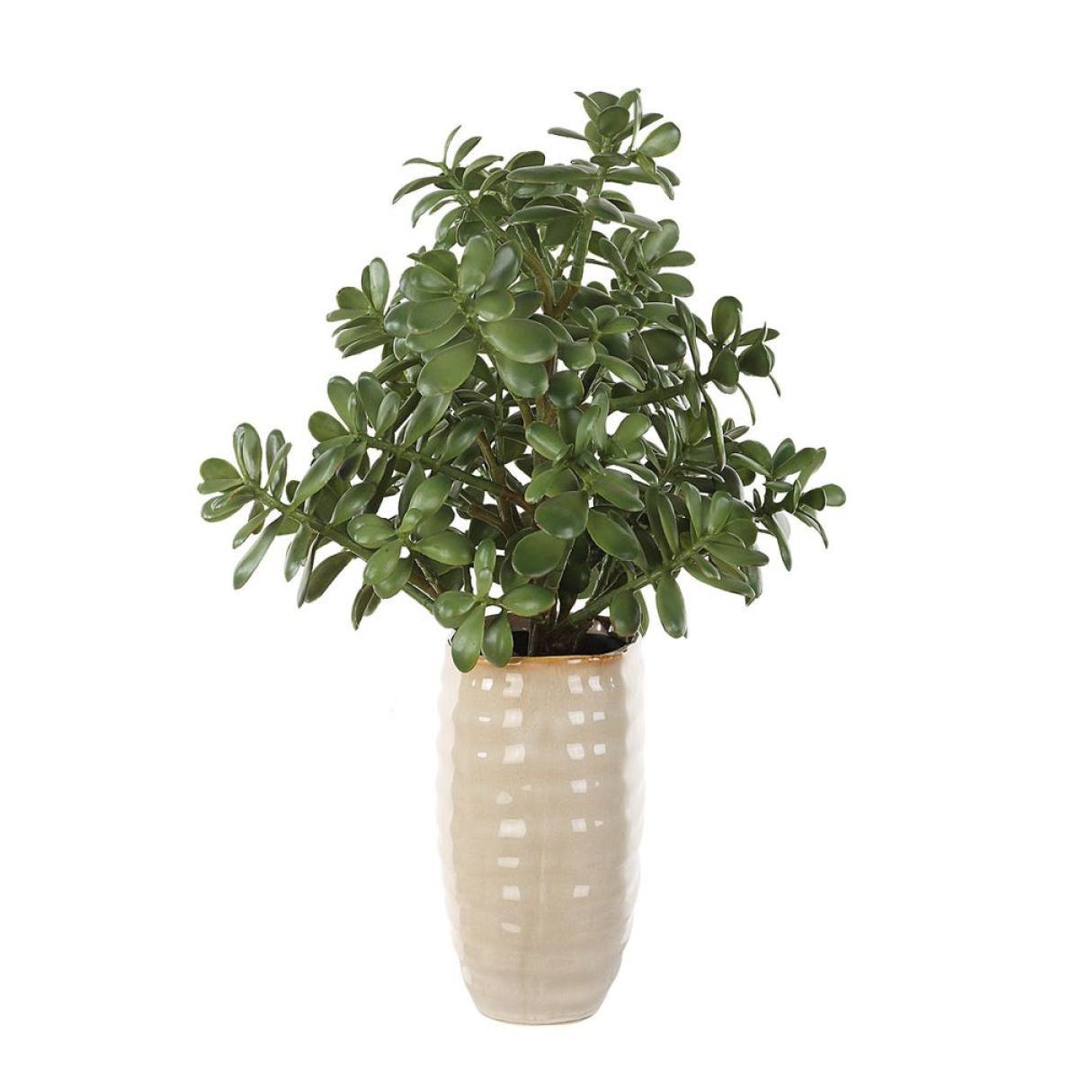 Crassula Jade Accent - Image 5