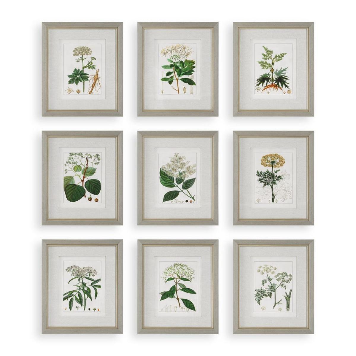 Antique Botanicals Framed Prints, S/9 - Image 2
