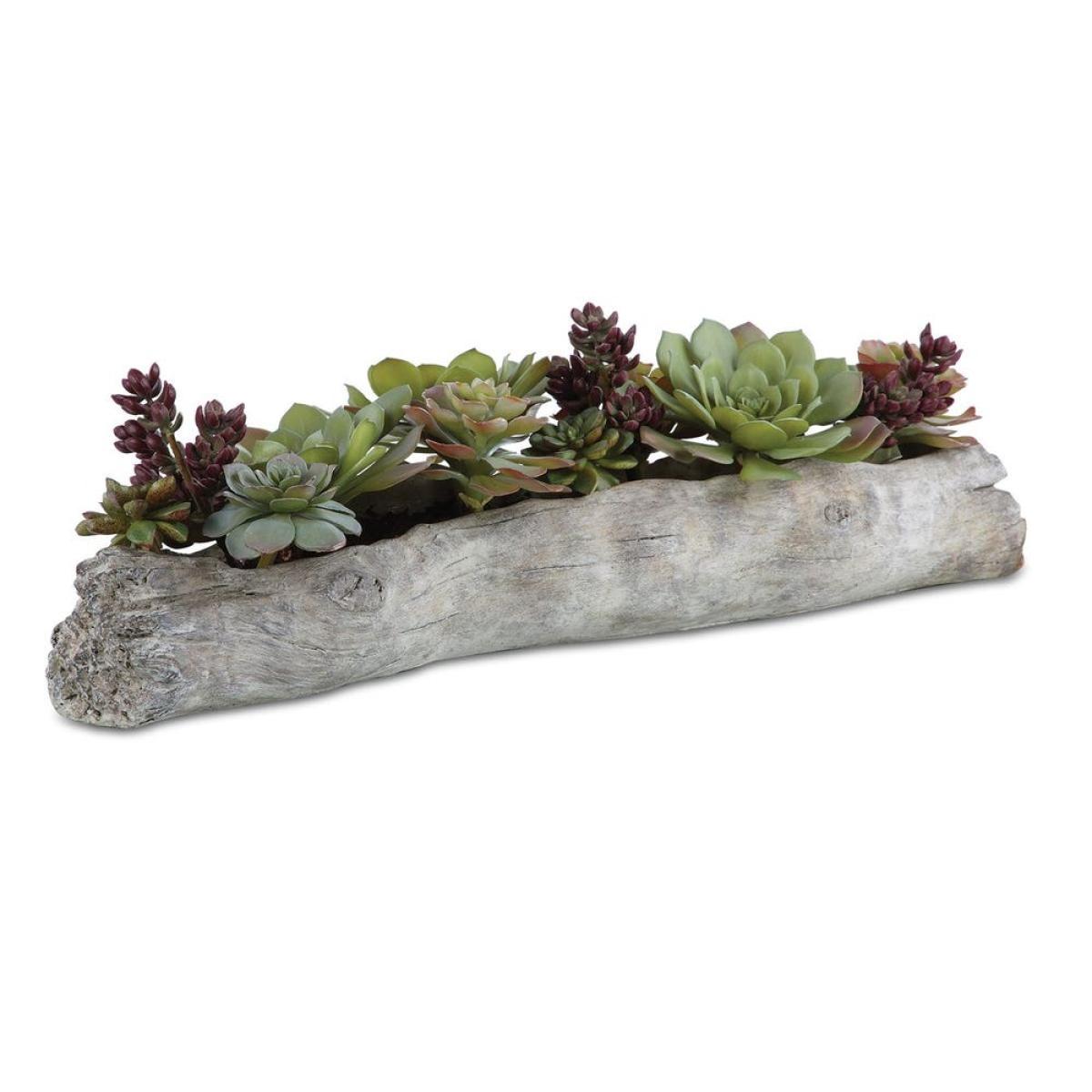 Charita Succulents - Image 2