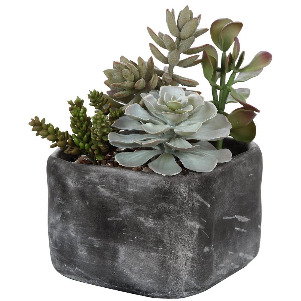 Alverio Succulents - Image 4