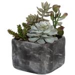 Alverio Succulents - Image 4