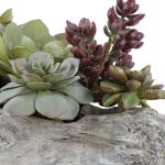 Charita Succulents - Image 5
