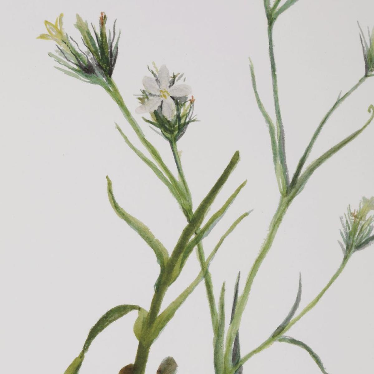 Botanical Flowers Framed Prints, S/9 - Image 6