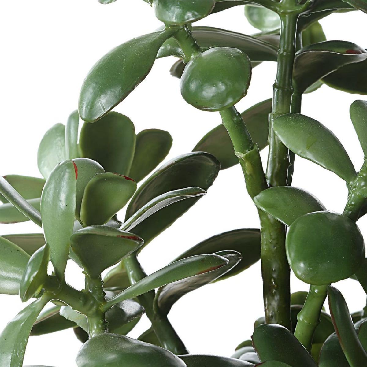 Crassula Jade Accent - Image 6