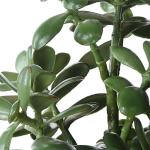 Crassula Jade Accent - Image 6