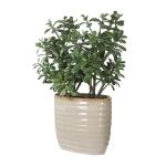 Crassula Jade Accent - Image 4