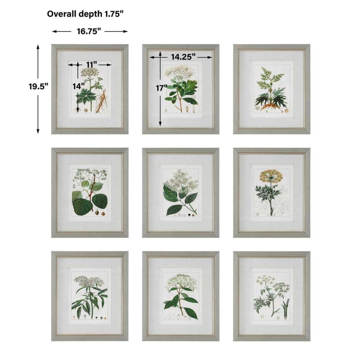 Antique Botanicals Framed Prints, S/9 - Image 8