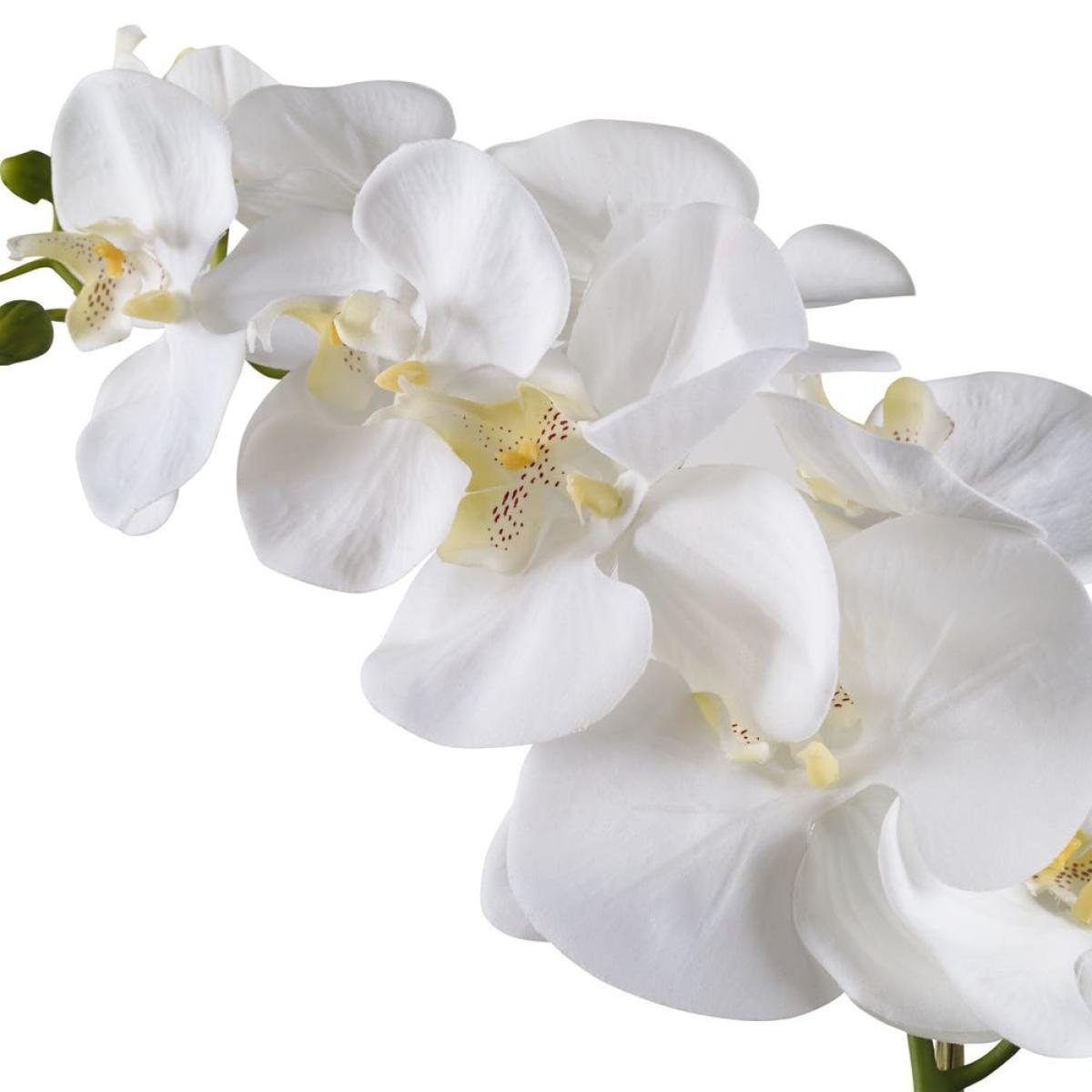 Cami Orchid - Image 6