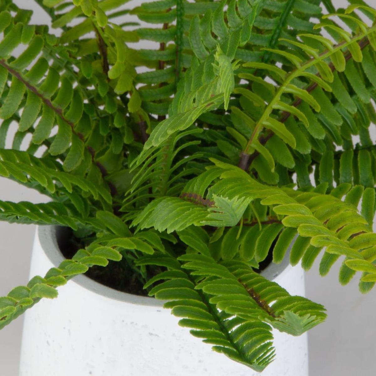 Boston Fern Accent - Image 4