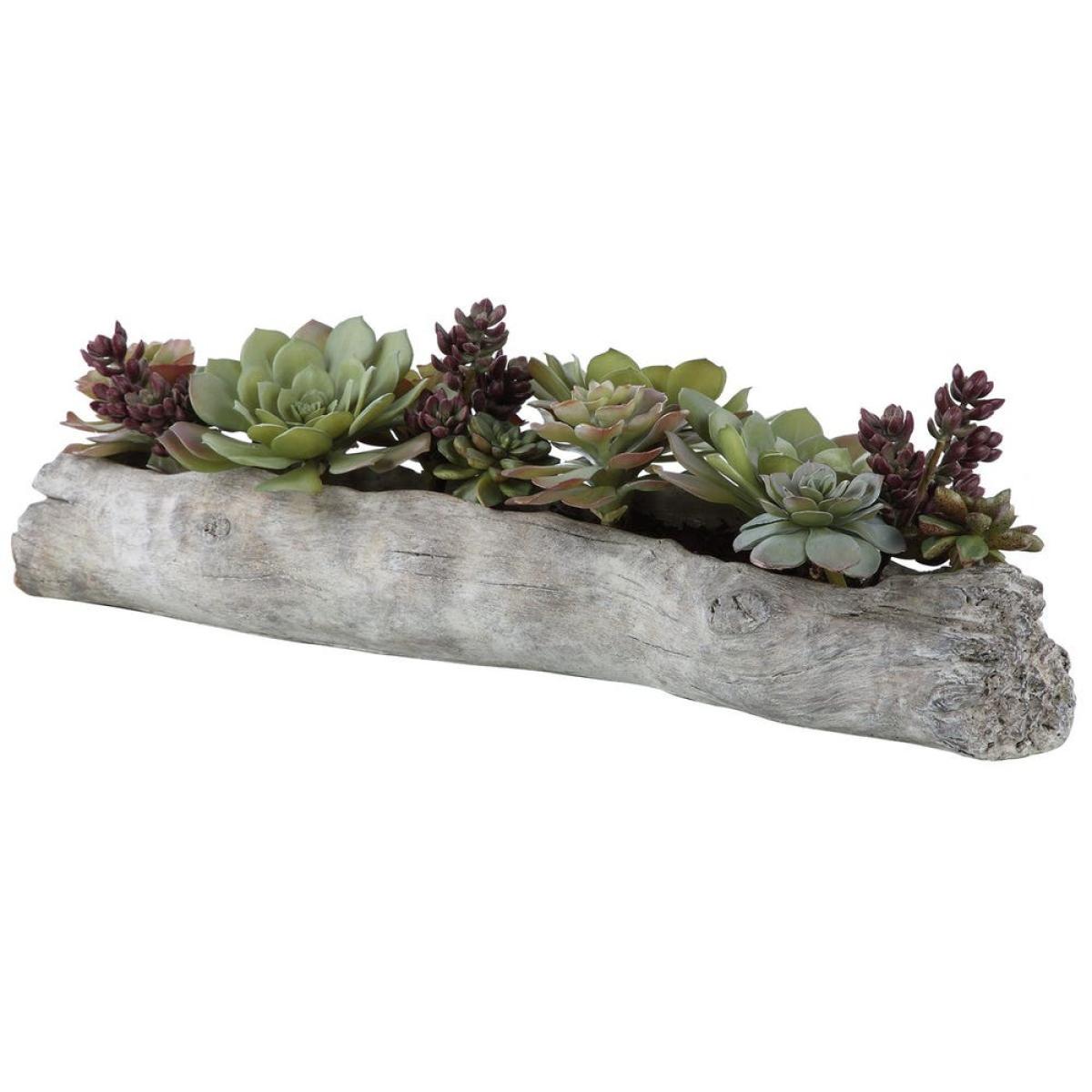 Charita Succulents - Image 6