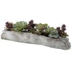 Charita Succulents - Image 6