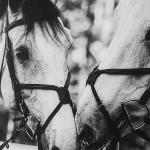 Apple Of My Eye Framed Print - Image 5
