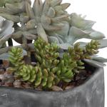 Alverio Succulents - Image 5