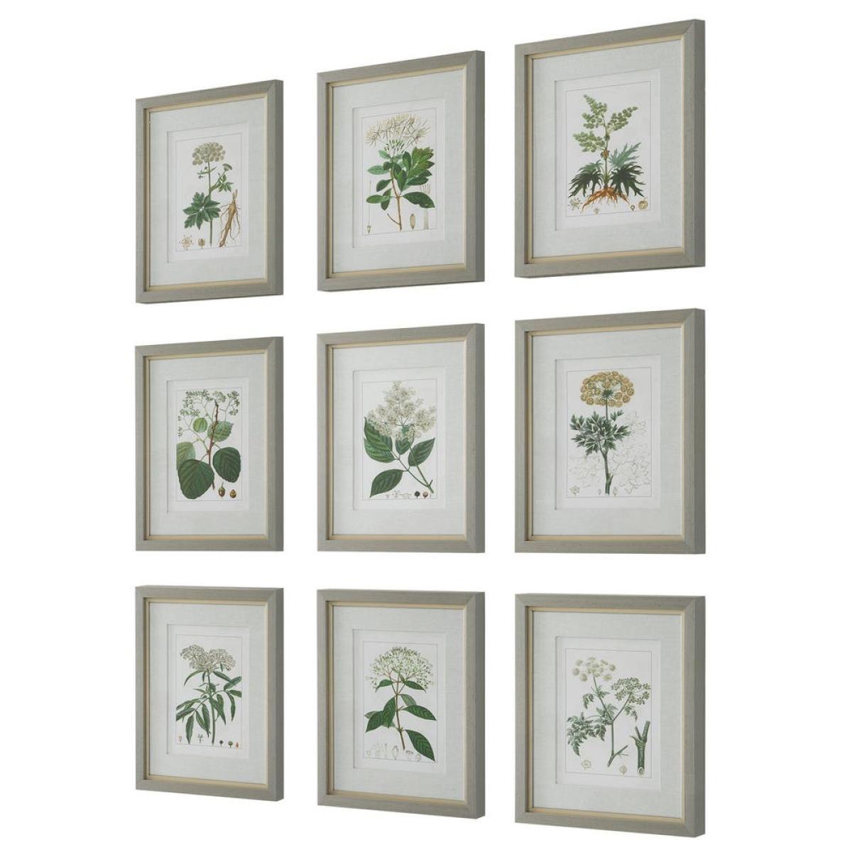 Antique Botanicals Framed Prints, S/9 - Image 6