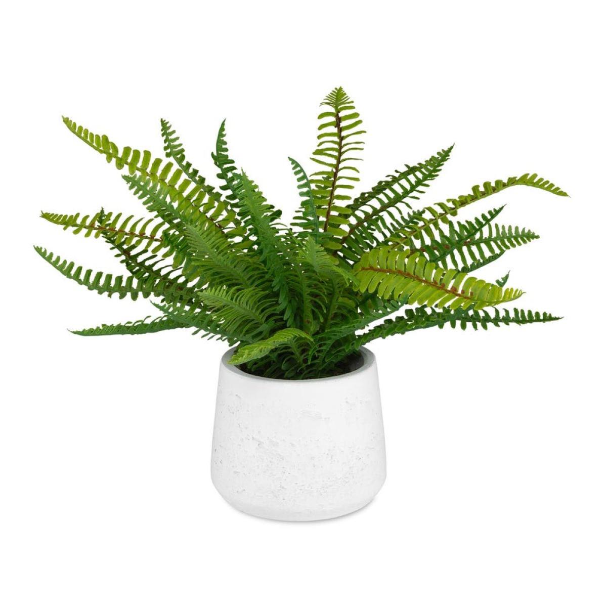 Boston Fern Accent - Image 2