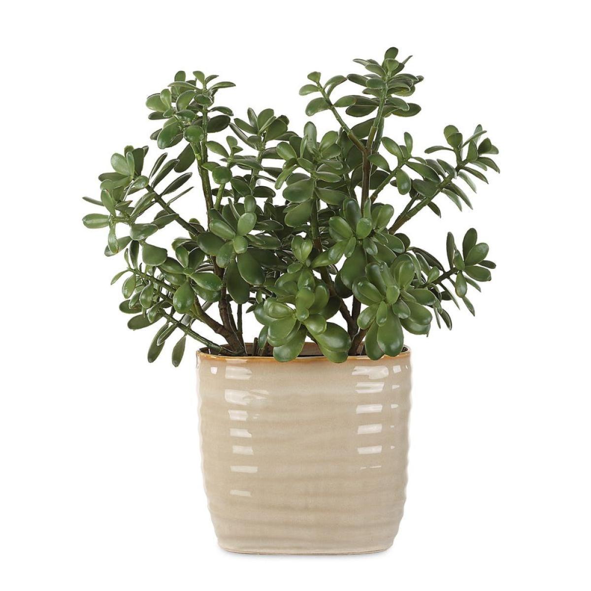 Crassula Jade Accent - Image 2