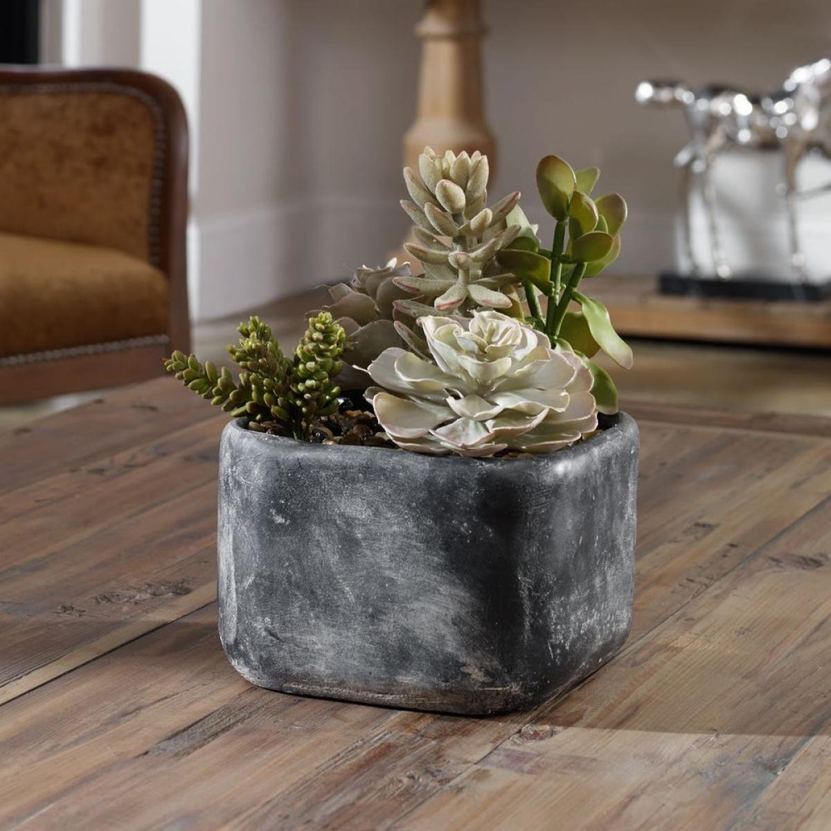 Alverio Succulents - Image 6